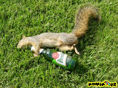 alkohol_je_take_metla_veverek.jpg