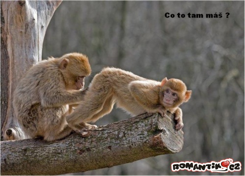 co_to_tam_mas.jpg