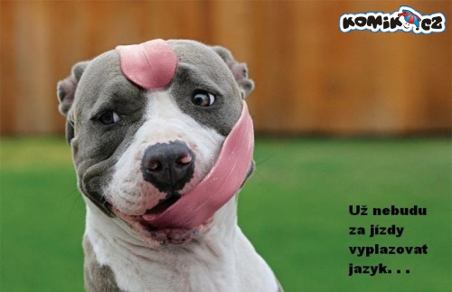 za_jizdy_nevyplazovat_jazyk.jpg